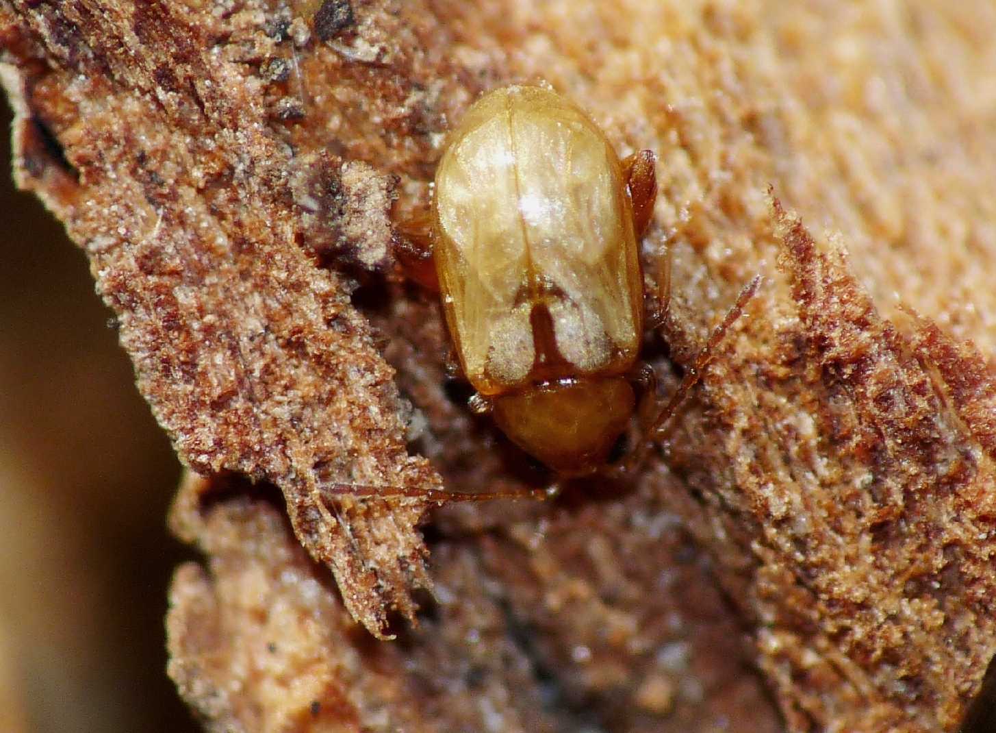 Piccolo Chrysomelidae alticino sotto la corteccia